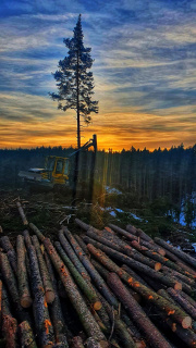 Výkup lesních pozemků