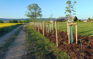 Krajinářské práce - Výsadba stromků