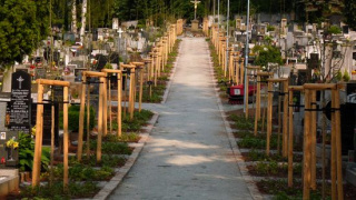 Výsadba stromořadí - Náchod, hřbitov